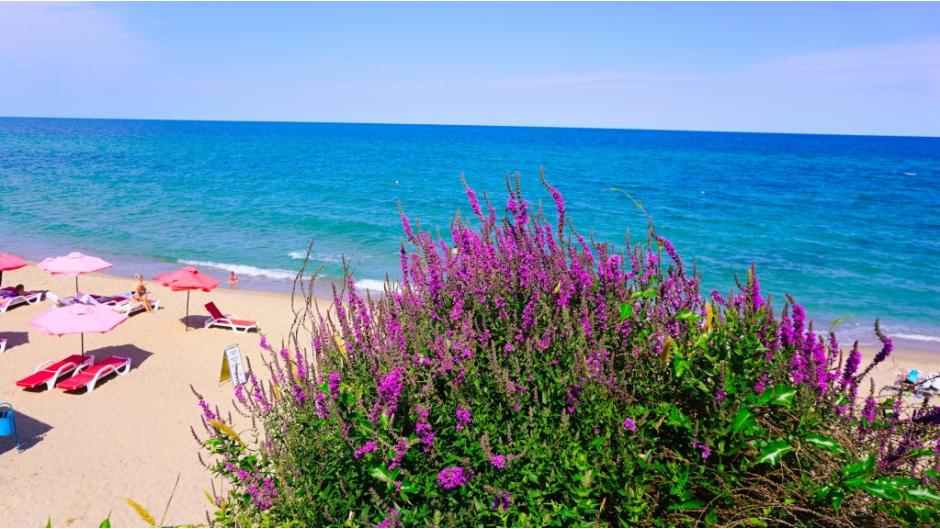 Summer at sea Byala